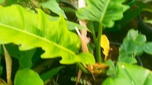 PHILODENDRON ring of FIRE 2022