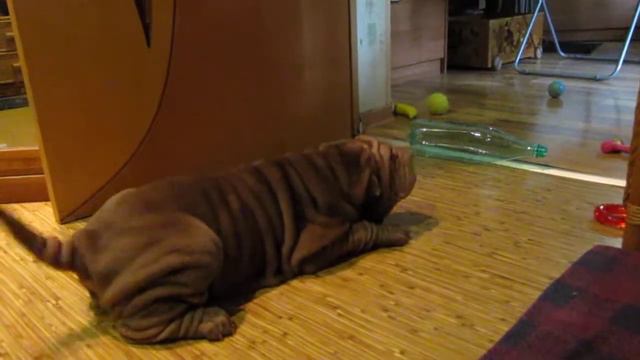 Луша ругается смотреть онлайн