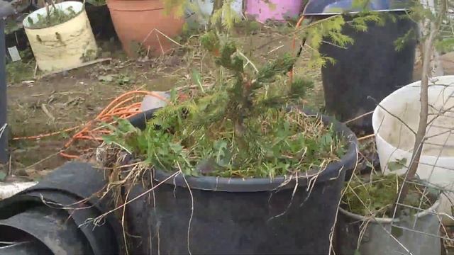 Ель колючая Лаки Страйк , Бансай - в Подмосковье смотреть онлайн