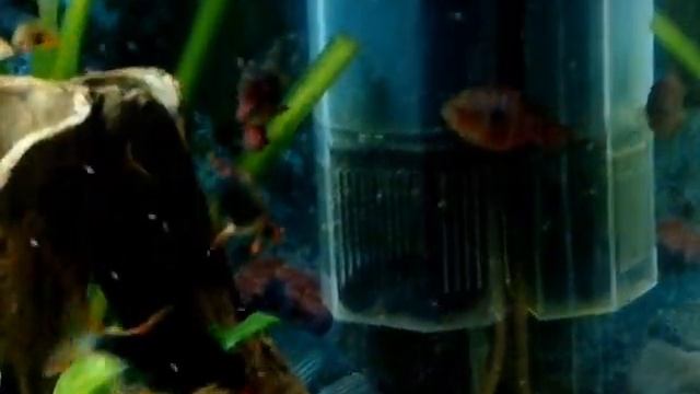 Сходка барбусов Суматранских, Мшистых, Альбиносов и Черных смотреть онлайн