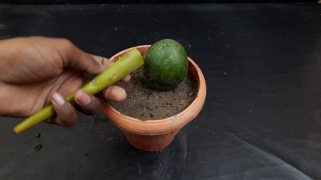 Unique skills how to grow papaya tree from papaya leaves