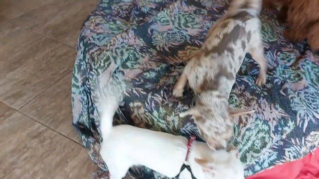 в гостях Ванесса, веселье питомник чихуахуа Кастропуло Крым смотреть онлайн