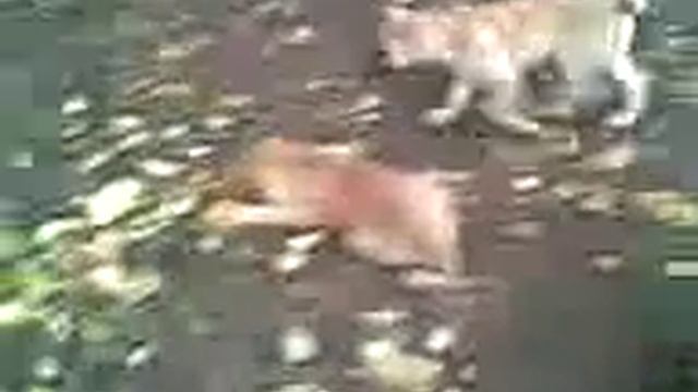 Комки смотреть онлайн