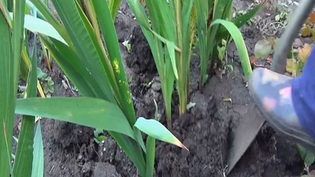 Когда выкапывать гиацинты смотреть онлайн