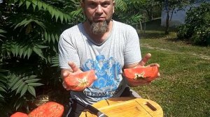 Томат Хоумстэд проба