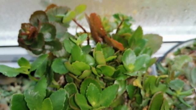 ЗАБЫЛА?♀️?показать вам ещё одну сансивьерию)Цветочные новости с балкона.КОМНАТНЫЕ ЦВЕТЫ.Октябрь. смотреть онлайн