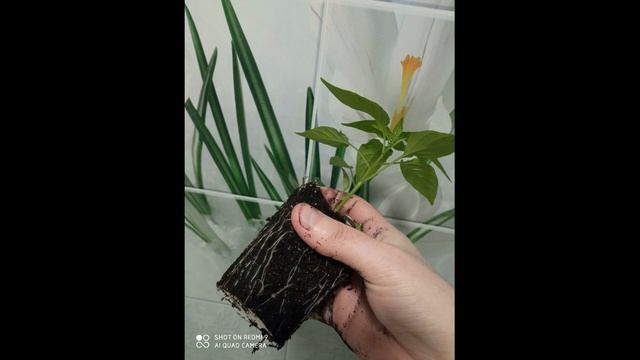 Можно ли заглублять перец?