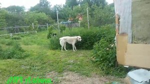 САО. Алабаи. Стая Алабаев.
