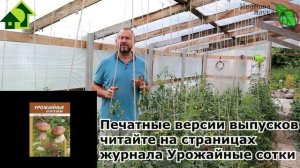 КАК ПРАВИЛЬНО ПОЛИВАТЬ ТОМАТЫ ПРИ ВЕРШИННОЙ ГНИЛИ и как поливать, чтобы гниль не появилась.