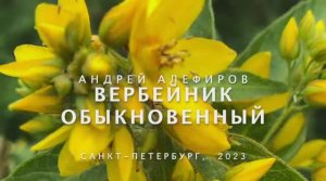 Вербейник обыкновенный. Алефиров А.Н.