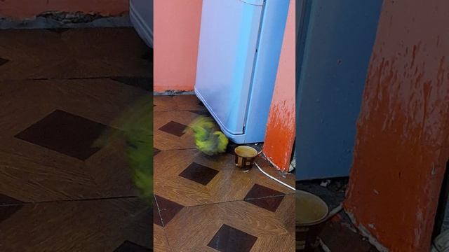 вечер гена купается и где рыжик