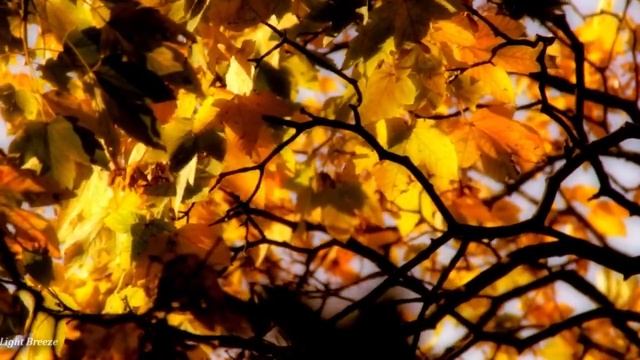 Gorgeous Music and the Beauty of Fall / Великолепная Музыка и Красота Осени смотреть онлайн