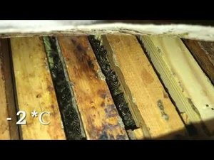 #Зимовка пчёл, холодная зимовка, в зимовнике - 2’С в #pereborovobee #зимовник