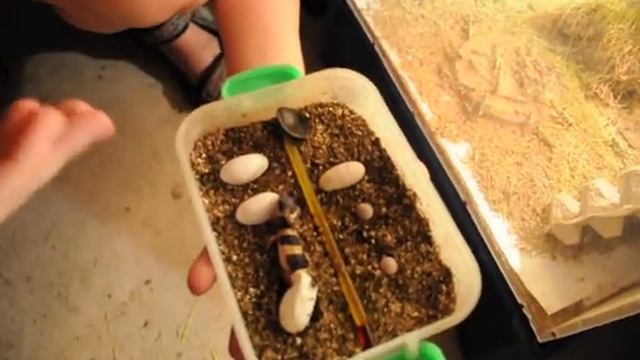 ЭУБЛЕФАР ВЫЛУПИЛСЯ! смотреть онлайн