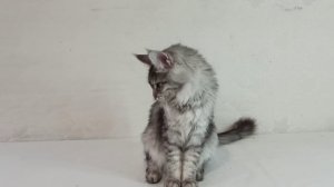 Котенок Мейн-кун