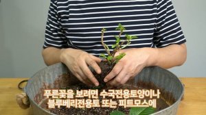 푸른수국꽃색깔을 바꾸는 비법- 청수국 홍수국 만들기 홈가드닝 아파트정원 HomeGardening