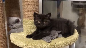 Раздавили котёнка