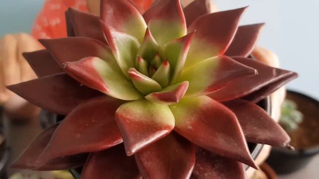 Suculentas RARAS - atualização смотреть онлайн