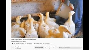 БРОЙЛЕРНАЯ УТКА ST5 И STAR 53, выгодно или нет. Принимаю заявки на мясного бройлера.