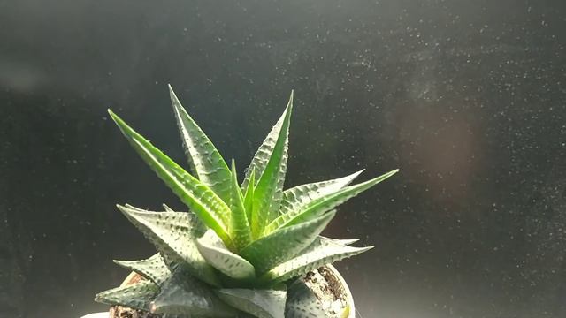 Хавортия, Haworthia смотреть онлайн
