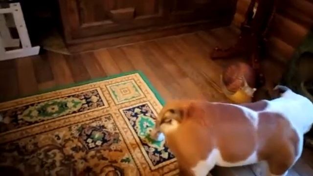 Английский бульдог vs сдутый воздушный шарик смотреть онлайн
