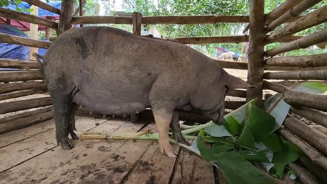 Getting the Biggest Sow Ready for Baby, Survival Instinct, Building a Life (Episode 197) смотреть онлайн