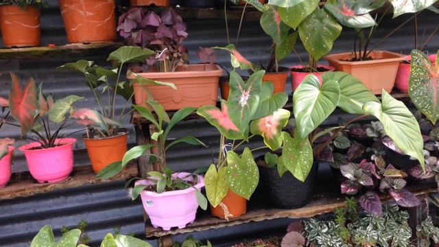 PLANT SHOPPING 2021!! MGA MURANG PLANTS BASEY SAMAR PHILIPPINES! 🍃😳