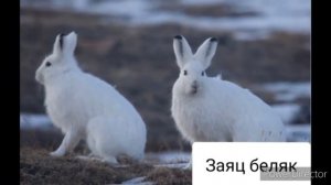 Животные занесенные в Красную Книгу