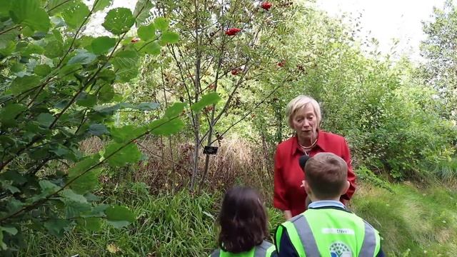 Rowan Mountain Ash - Caorthann Sorbus aucuparia