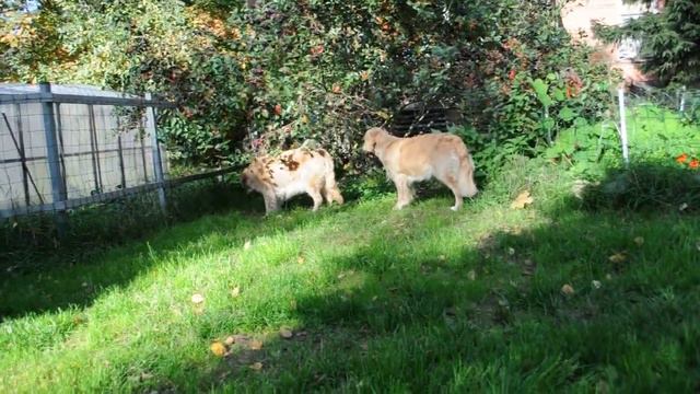 Golden retrievers eating chokeberry / Ретриверы едят черноплодку смотреть онлайн