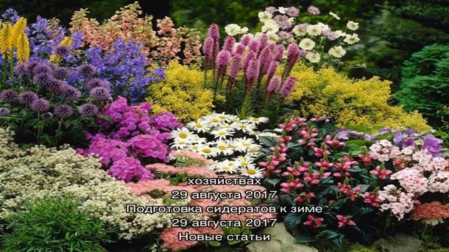 В качестве сидерата и удобрения выращиваем на грядках горох смотреть онлайн