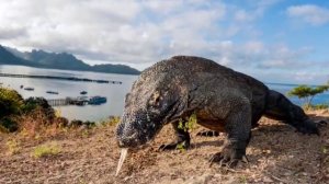 Sapne me badi chipkali dekhna || sapne me komodo dragon dekhna || seeing big lizard in dream