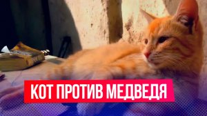 Кот прогнал медведя с хозяйского участка