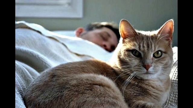 ПОЧЕМУ КОШКИ ЛОЖАТСЯ СПАТЬ НА ЧЕЛОВЕКА. смотреть онлайн