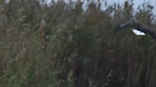 Орлан-белохвост против лысух | Film Studio Aves смотреть онлайн