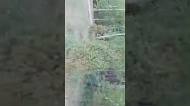 Тараскуль