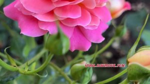 Прогулка по саду роз Ирины Наумовой .