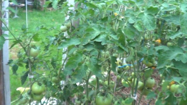 ТОМАТ АПЕЛЬСИН смотреть онлайн