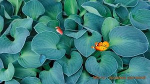 Хоста гибридная Блу Маус Ирс (hosta blu-maus-irs) ? обзор: как сажать, луковицы хосты Блу Маус Ирс