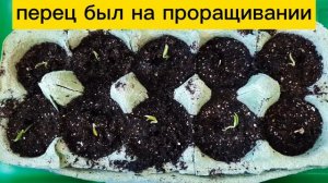 Перец - сухие семена или прорастить? Начало эксперимента.