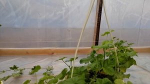 Плющелистная пеларгония  Осенняя обрезка