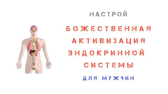 Божественная активизация эндокринной системы - для мужчин