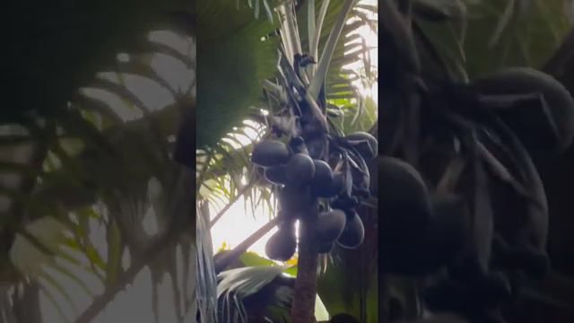 Мужское и женское пальмовые деревья в заповеднике Валле-дэ-Мэ на острове Праслин