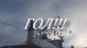 Николаевские Голуби Города Макеевки. У Руслана (Часть 2)