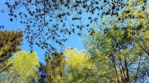 ПЕНИЕ ЛЕСНЫХ ПТИЦ. УРОК 10. УЧИМ ПОПУГАЯ ПЕТЬ КРАСИВЫЕ ТРЕЛИ!
