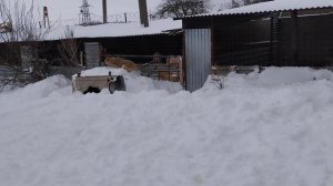 По уши в снегу, собаки довольны, мы не очень / Приют для собак г Ефремов