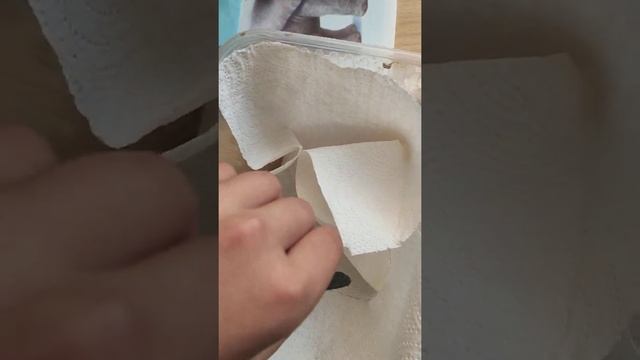 Окукливание гусеницы винного бражника