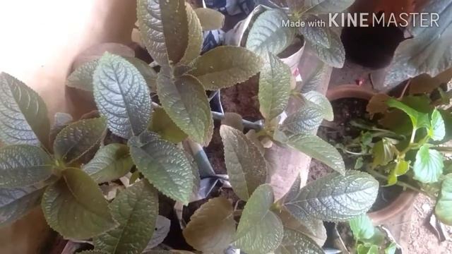 Best rainy season plant//Black Flamingo//sunsetbell//copper leaf black flamingo/കമ്മൽപ്പൂവ് смотреть онлайн