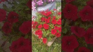 28июня петуния- тайдал черри, фотофиниш роуз и ред