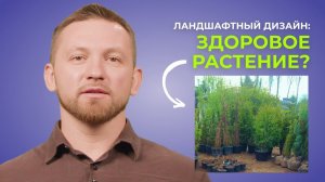 Как выбрать живые и здоровые деревья и кустарники. Лекция 10.